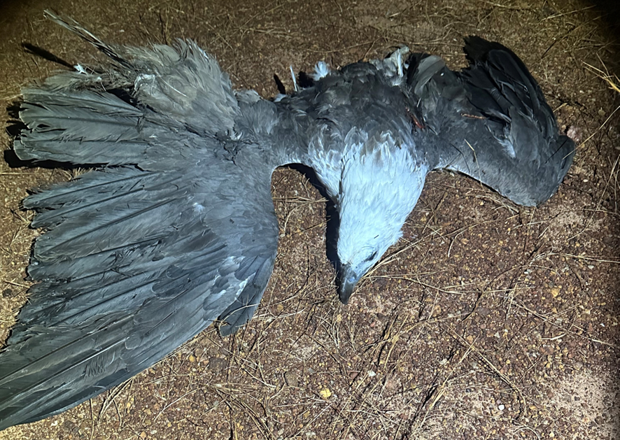 Some of the bird remains retrieved from the helicopter