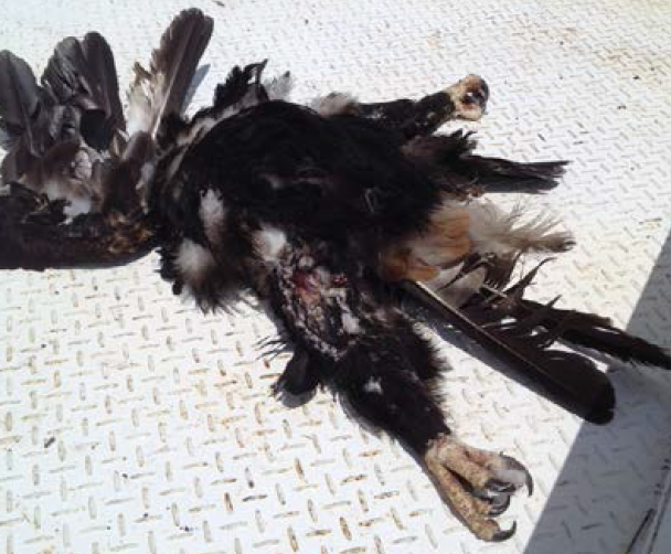 Figure 2: Some of the bird remains retrieved from the cockpit