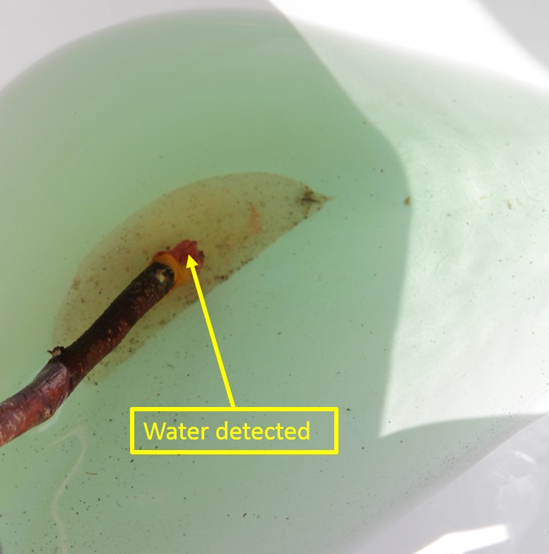 Figure 8: Fuel sample from the drum fuel hand pump filter showing the change in colour of the water-detecting paste to red indicating water contamination
