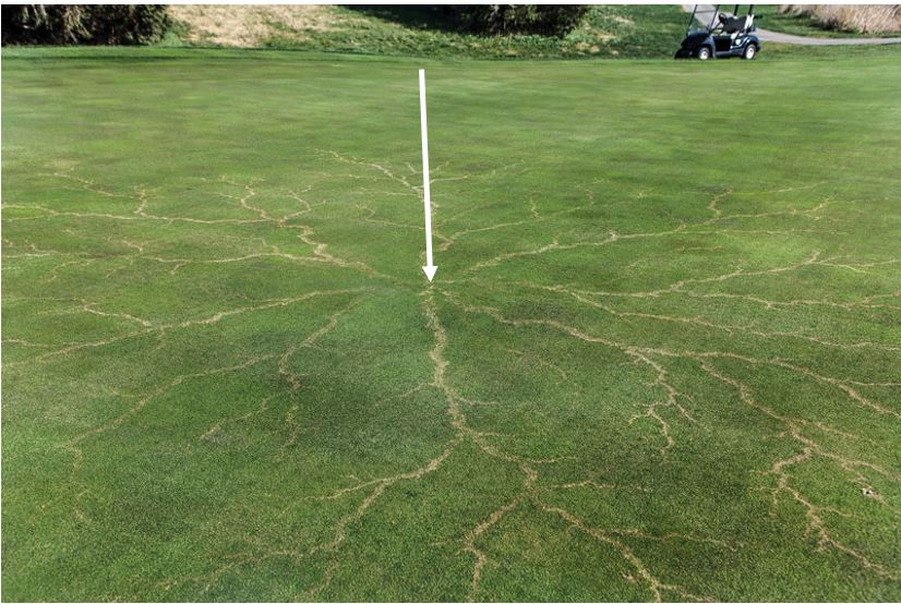 Figure 7: Ground lightning strike showing radial discharge from a central strike point (indicated by a white arrow)