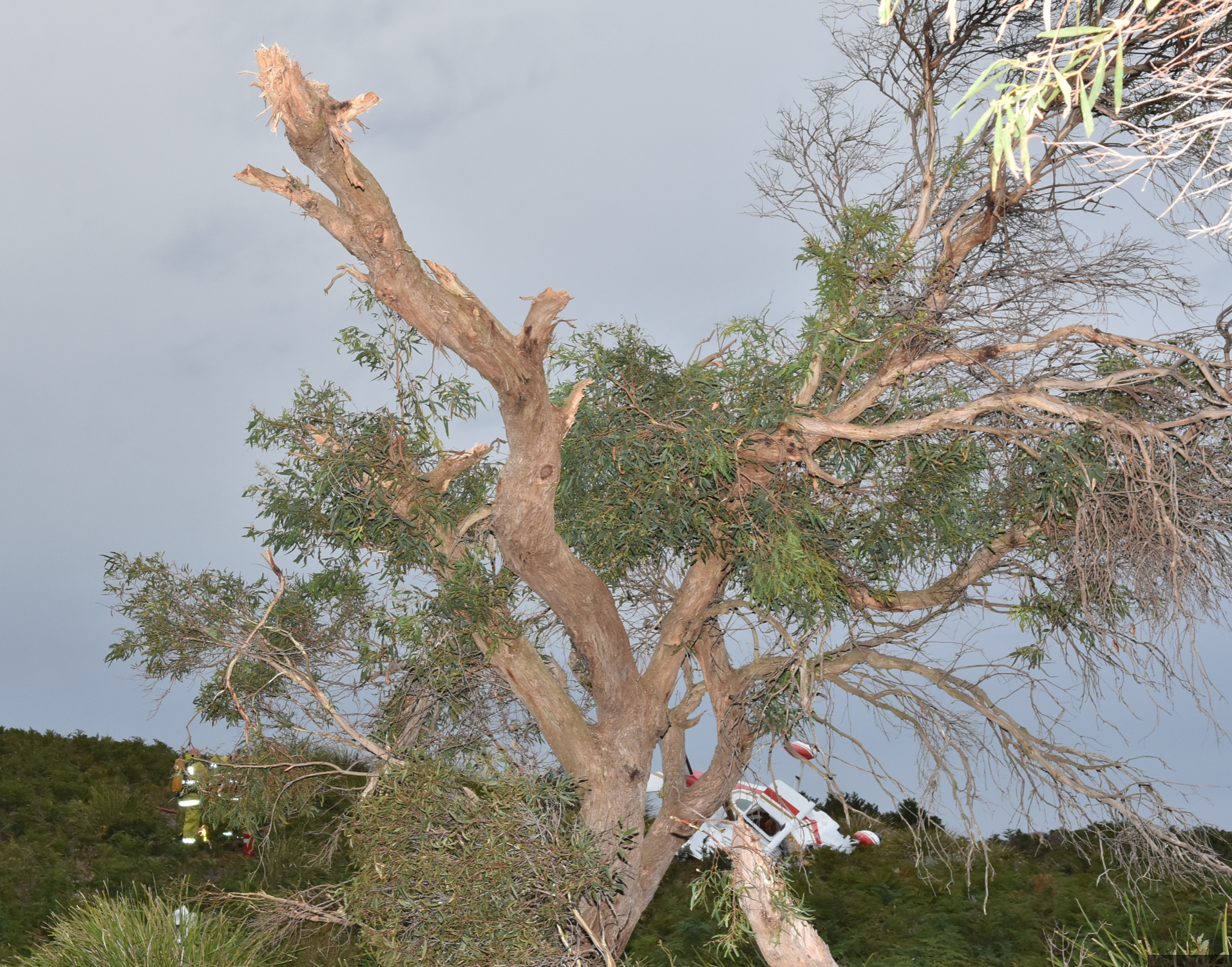 Figure 2: Accident site facing west, showing the tree branch struck by the aircraft’s right wing and the rising terrain in the background. Source: Tasmania Police