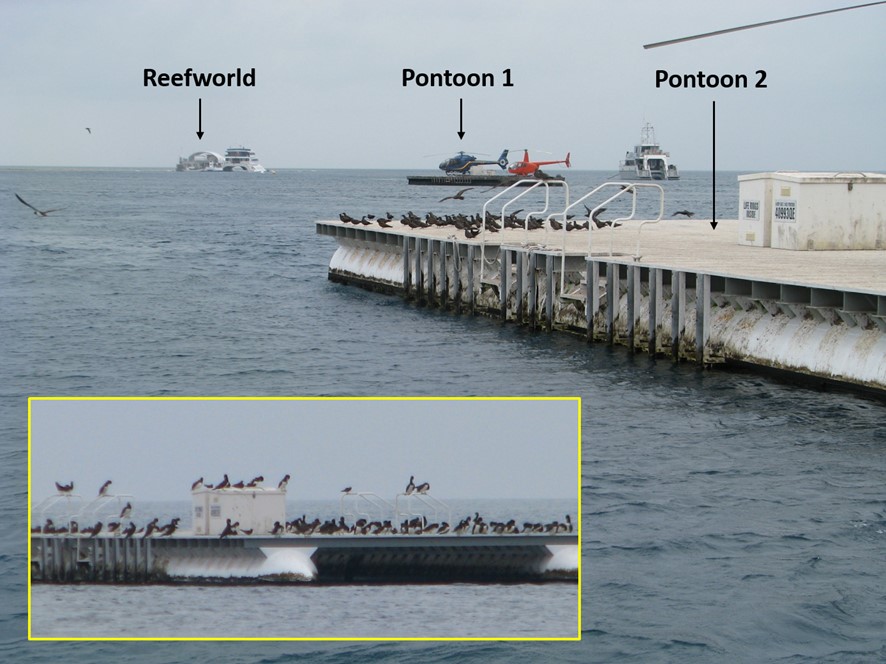 Figure 16: Pontoon positions, insert showing bird hazard