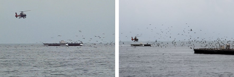 Figure 19: Still images showing bird population at Hardy Reef pontoons