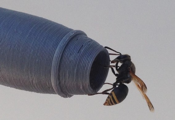 Figure 13: Female keyhole wasp (Pachodynerus nasidens) on a replica DHC8 pitot probe, Brisbane Airport, May 2016