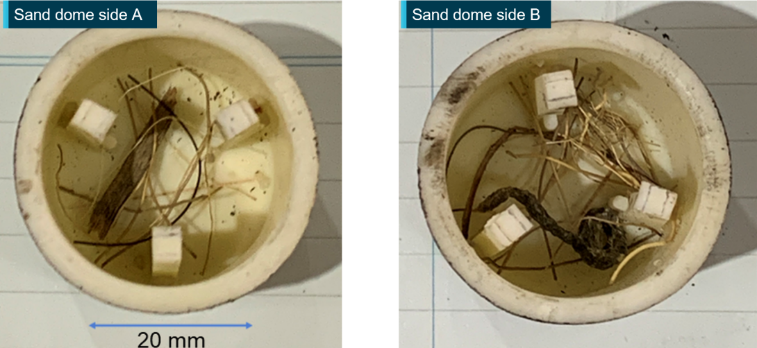 Figure 24: Vegetation in metering unit sand domes of car 1170.