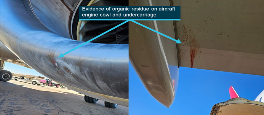 Photograph of evidence of birdstrike on undercarriage of aircraft